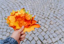Herfst in het Heuvelland: op deze plekken staan bladkorven in 2026