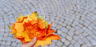 Herfst in het Heuvelland: op deze plekken staan bladkorven in 2026