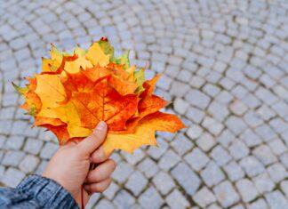 Herfst in het Heuvelland: op deze plekken staan bladkorven in 2026