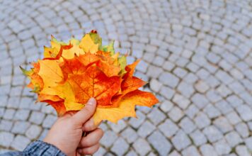 Herfst in het Heuvelland: op deze plekken staan bladkorven in 2026